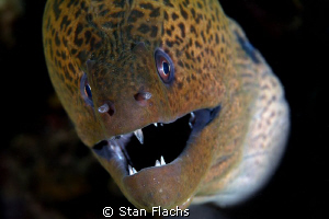 Moray eel close-up by Stan Flachs 